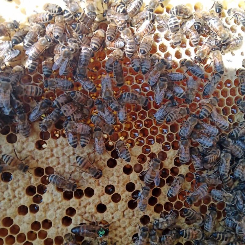 Le Montimiel - Miel d'Acacia 1kg