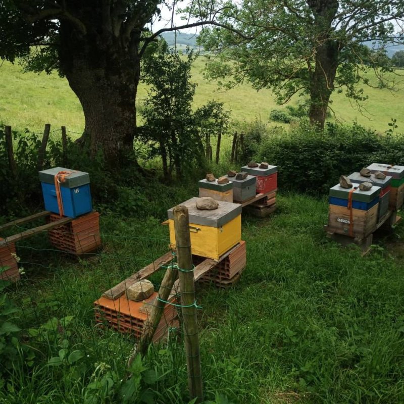 Le Montimiel - Miel d'Acacia 1kg