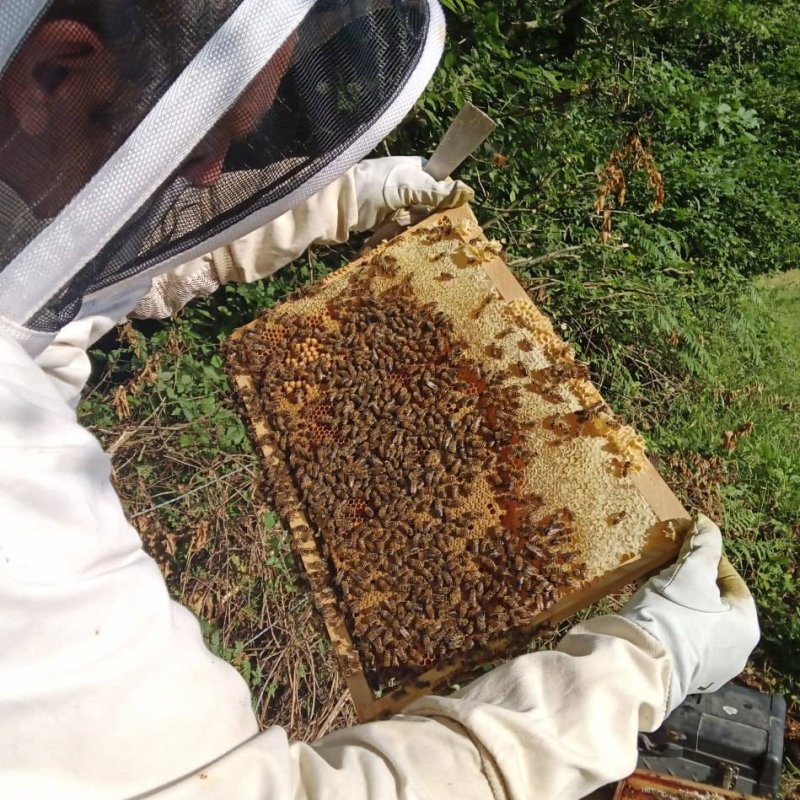 Le Montimiel - Miel toutes fleurs 1kg
