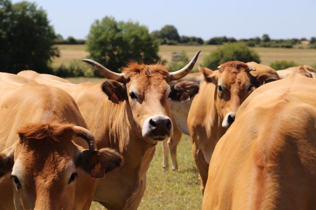 La Ferme des Vertes Prairies