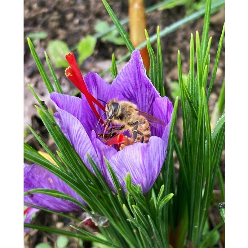 Safran de haute qualité en filaments (0.5g)