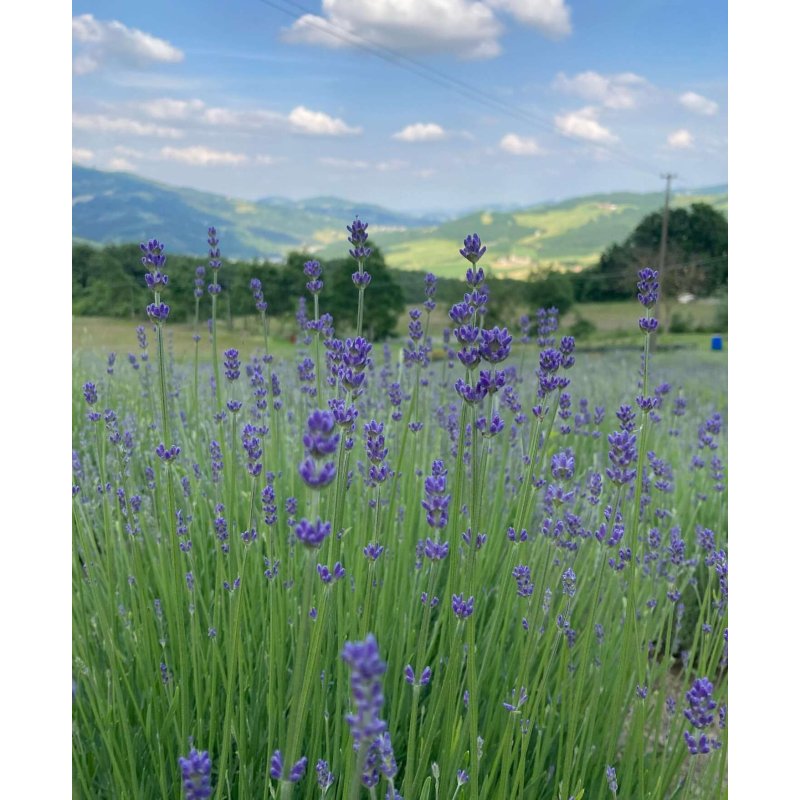 Huile essentielle de lavande - Lavandula Angustifolia