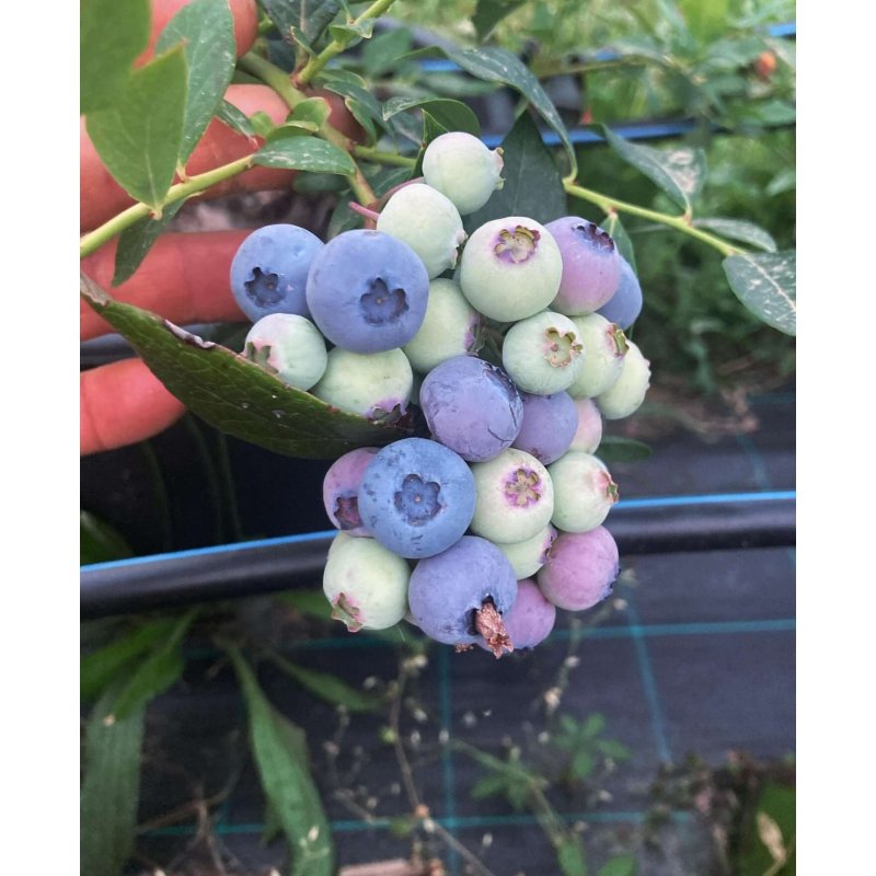 Compotée extra de fruits des bois