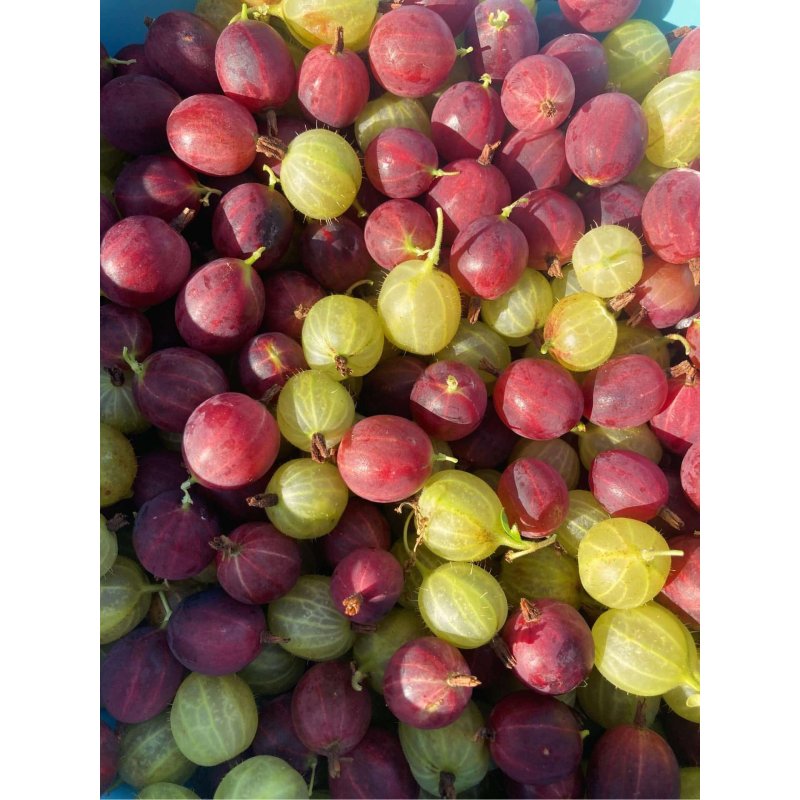 Compotée extra de fruits des bois