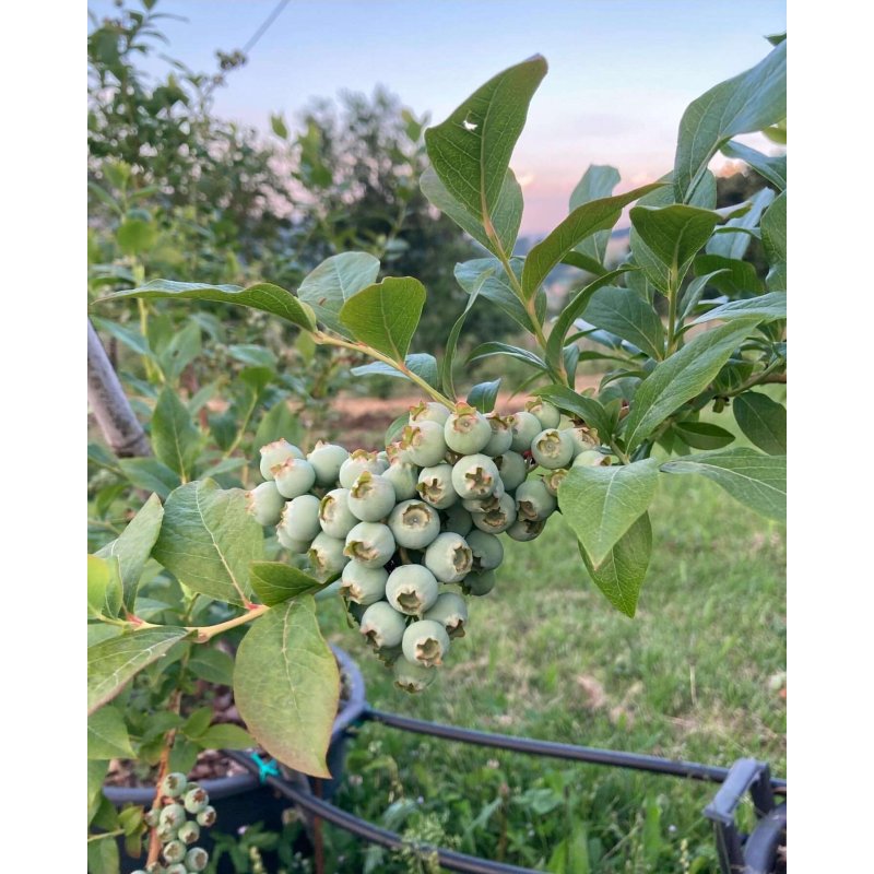 Compotée extra de fruits des bois