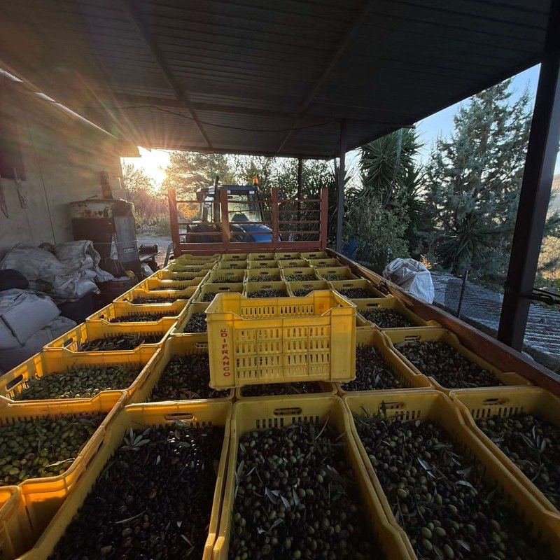 Huile d'olive extra vierge 100% naturelle - Pack Famille - 5L